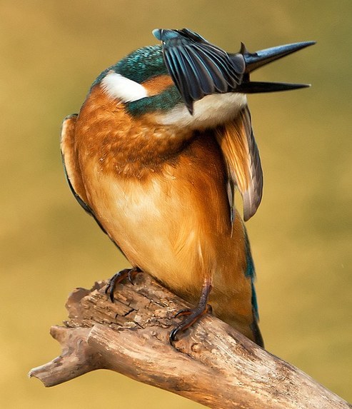 猶伸翅膀半遮面 小小翠鳥也會害羞？