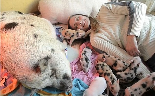 美婦女養40頭寵物豬惹鄰居不滿 被勒令限期移走