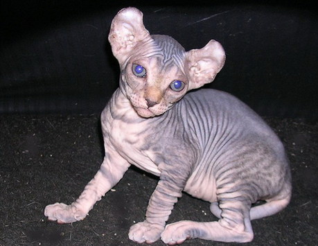 美國女生培育出無毛卷耳貓 長相酷似精靈多比