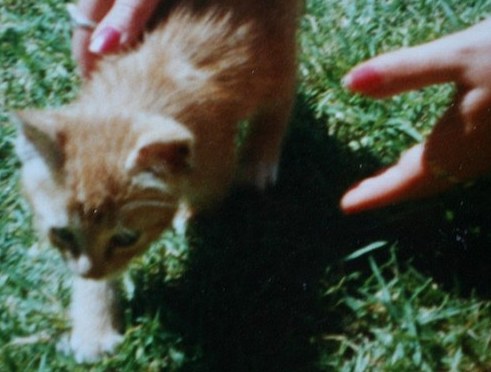 英國最老貓咪迎25歲生日 相當于人類116歲壽星