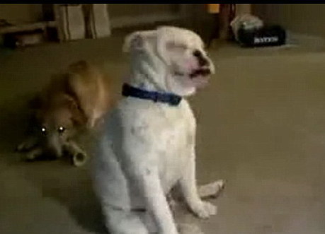 英國失聰斗牛犬隨音樂起舞 節奏驚人準確