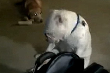 英國失聰斗牛犬隨音樂起舞 節奏驚人準確