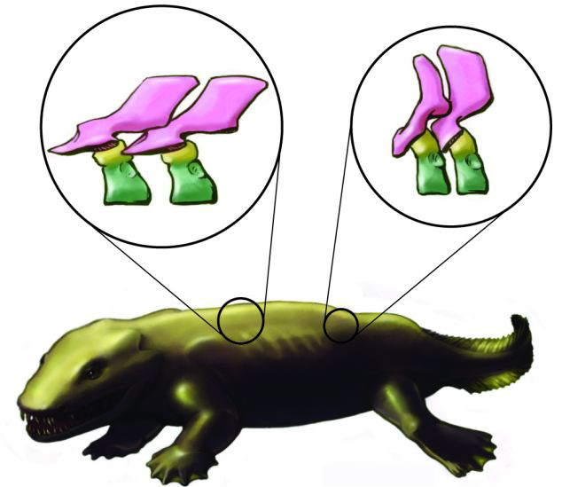 3D圖像揭秘古老脊椎動物骨架結(jié)構(gòu) 或顛覆傳統(tǒng)理論
