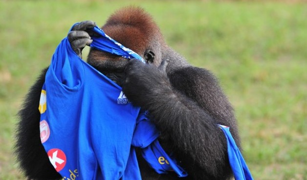 大猩猩也臭美?花半小時(shí)穿一件T恤(圖片新聞)