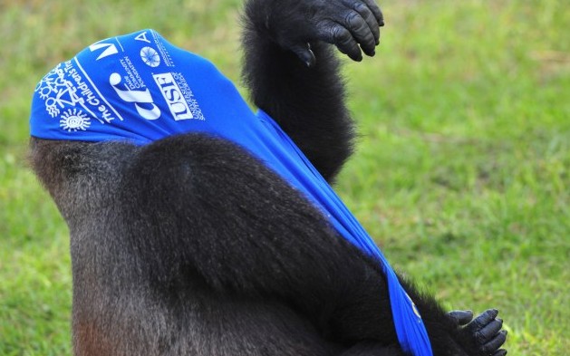 大猩猩也臭美?花半小時穿一件T恤(圖片新聞)