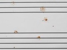 鳥兒也能譜曲？英管弦樂隊演奏鳥糞“樂譜”