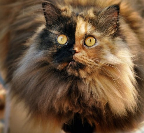 塞爾維亞罕見“雙面”貓咪 生性靦腆怕拍照