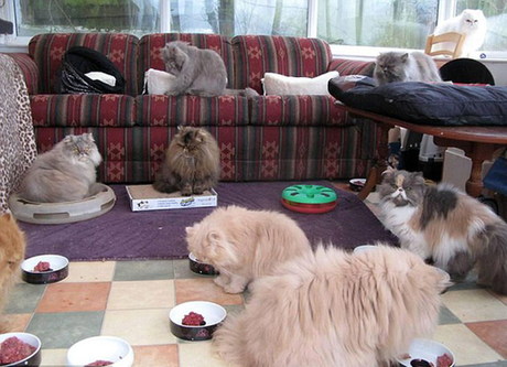 愛貓勝過愛人！英老嫗不惜重金養貓致丈夫負氣離婚