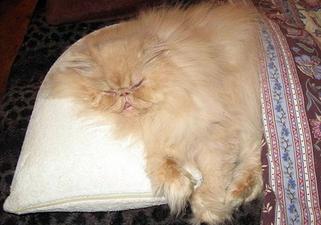 愛貓勝過愛人！英老嫗不惜重金養貓致丈夫負氣離婚