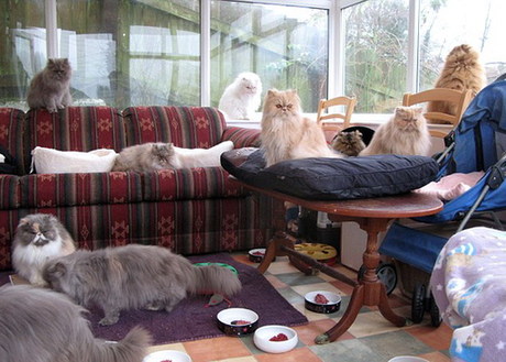 愛貓勝過愛人！英老嫗不惜重金養貓致丈夫負氣離婚