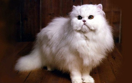 愛貓勝過愛人！英老嫗不惜重金養(yǎng)貓致丈夫負(fù)氣離婚