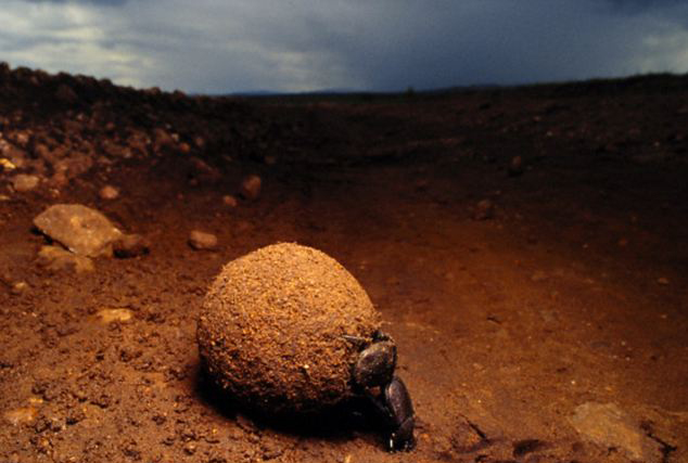 科學家首次發現“屎殼郎”能依靠星光進行導航