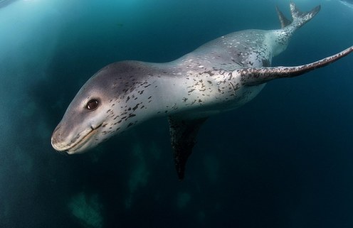 游入死亡之口:看豹形海豹如何捕食小企鵝