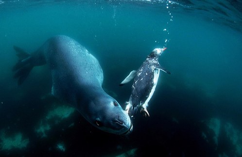 游入死亡之口:看豹形海豹如何捕食小企鵝