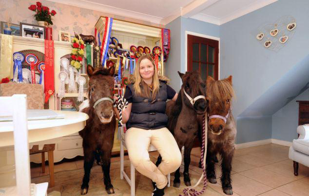 與主人同住室內(nèi)、愛(ài)看電視 英國(guó)小馬被寵壞