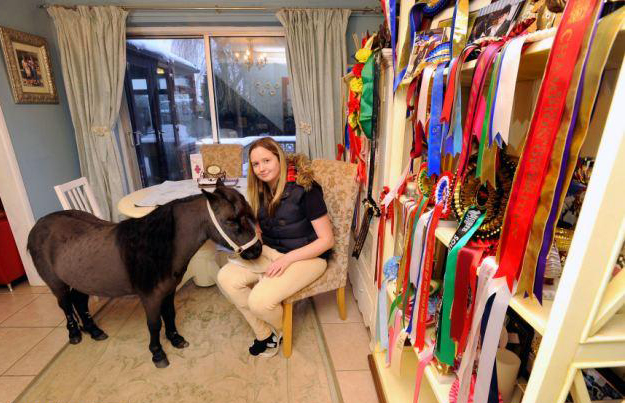 與主人同住室內、愛看電視 英國小馬被寵壞