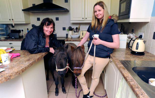 與主人同住室內、愛看電視 英國小馬被寵壞