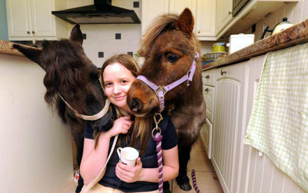 與主人同住室內、愛看電視 英國小馬被寵壞