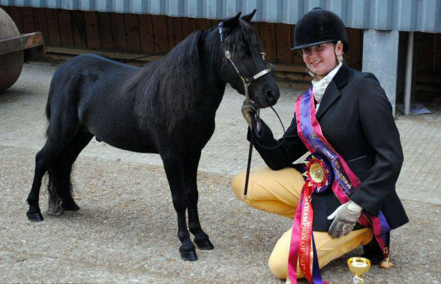 與主人同住室內、愛看電視 英國小馬被寵壞