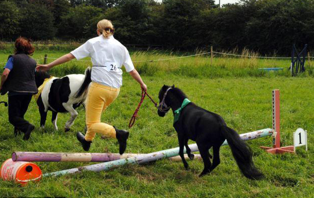 與主人同住室內(nèi)、愛(ài)看電視 英國(guó)小馬被寵壞
