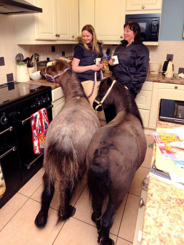 與主人同住室內、愛看電視 英國小馬被寵壞