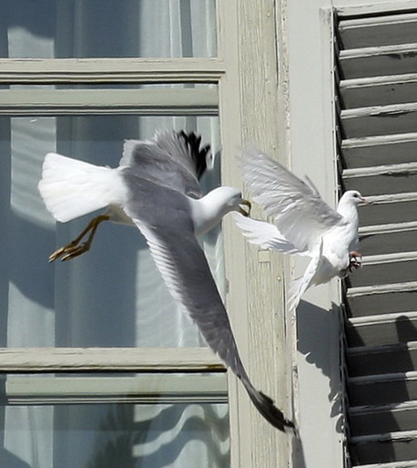 羅馬教皇放飛和平鴿遇“程咬金”差點淪為海鷗口中餐