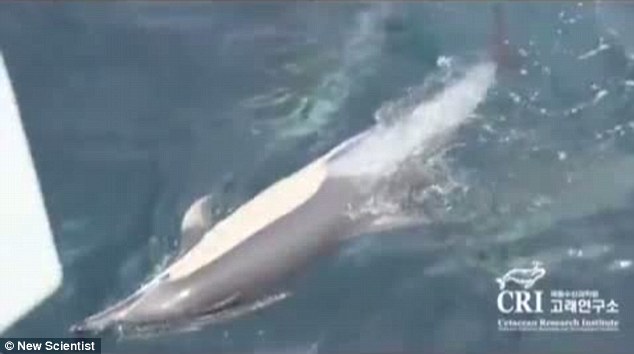 海豚群自發組成救生筏營救垂死同伴 群體協同救助尚屬首次