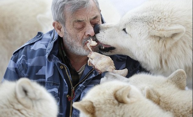 德國79歲男子“與狼共食” 化身頭狼統領29只猛獸