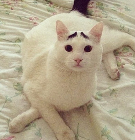 美國(guó)囧貓名聲大噪 “八字眉”傳遞憂(yōu)國(guó)憂(yōu)民情