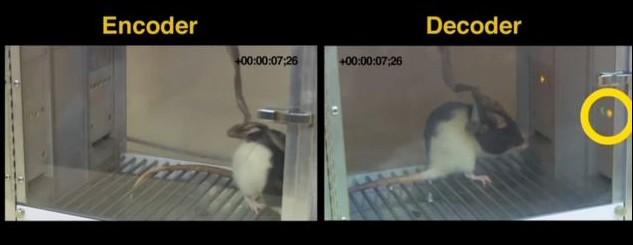 老鼠大腦植入微芯片 身處兩國(guó)也能產(chǎn)生“心靈感應(yīng)”