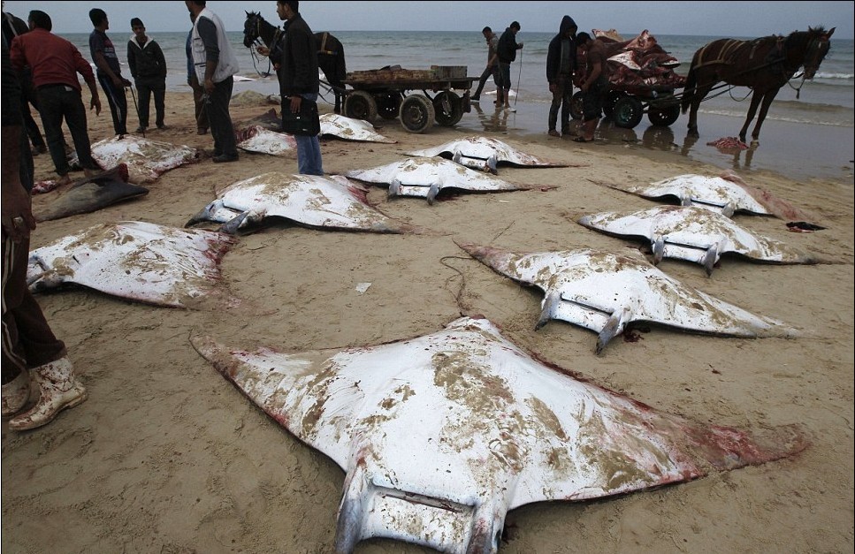 最后的舞蹈:動物組織拍唯美照片呼吁保護“魔鬼魚”