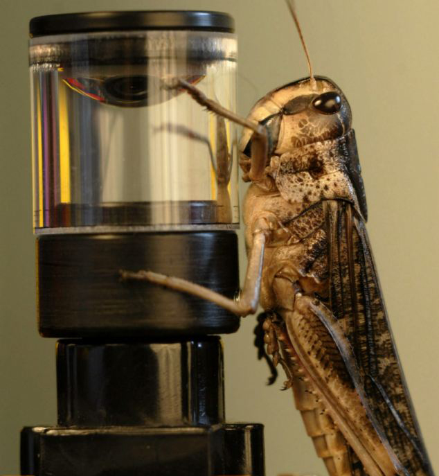 英科學(xué)家研發(fā)革命性車輛防碰撞技術(shù) 靈感來(lái)自蝗蟲