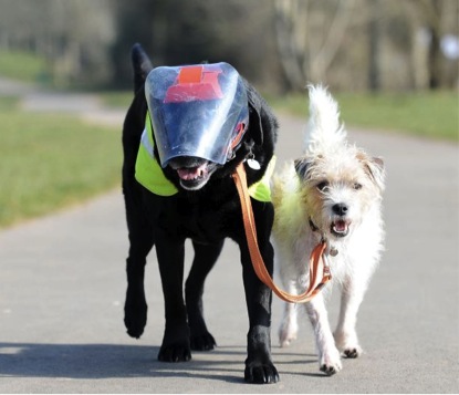 英國小狗為失明同伴當(dāng)導(dǎo)盲犬 形影不離似兄弟