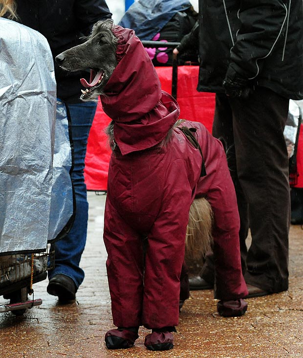 國(guó)際名犬大賽英國(guó)開幕 看狗界“名流”爭(zhēng)奇斗艷