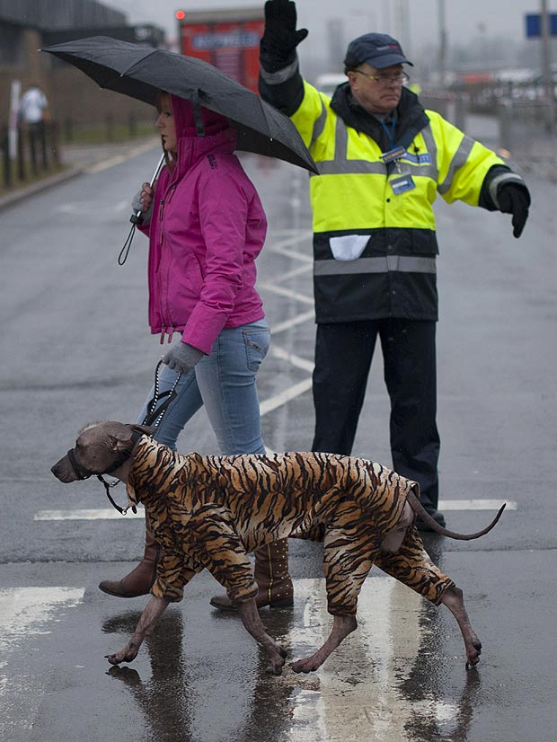 國際名犬大賽英國開幕 看狗界“名流”爭奇斗艷
