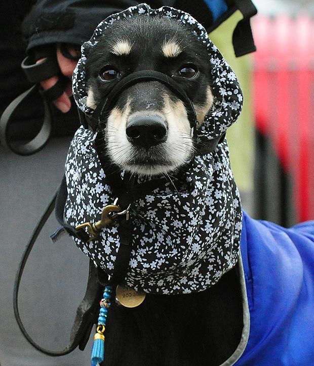 國際名犬大賽英國開幕 看狗界“名流”爭奇斗艷