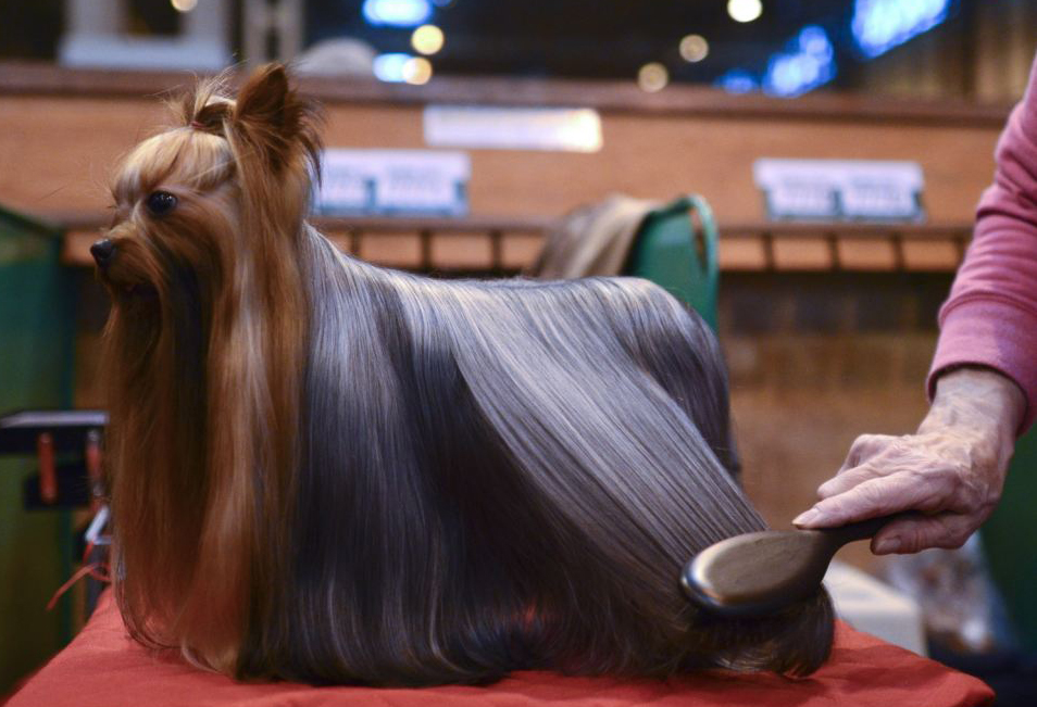 國際名犬大賽英國開幕 看狗界“名流”爭奇斗艷