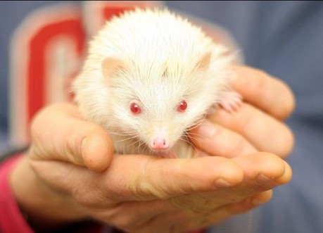 白化小刺猬慘遭遺棄 動(dòng)物救助中心覓“真愛”