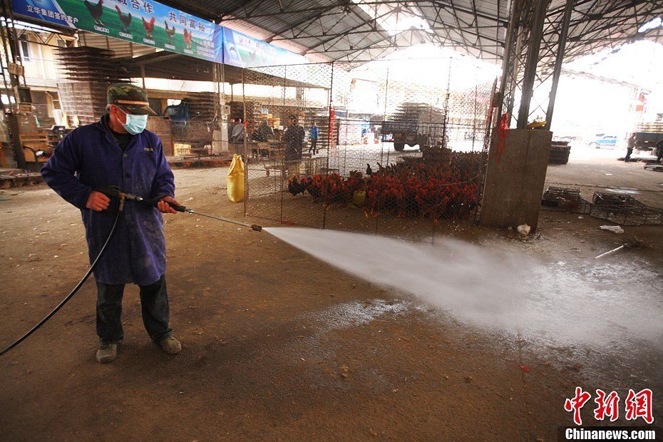 組圖：中國多地備戰H7N9禽流感