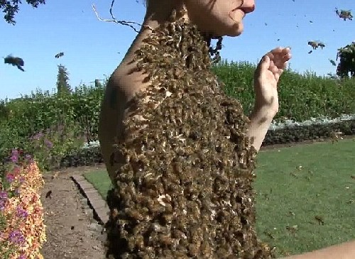 萬余蜜蜂“纏身”還能翩翩起舞！美神勇女子秀絕技