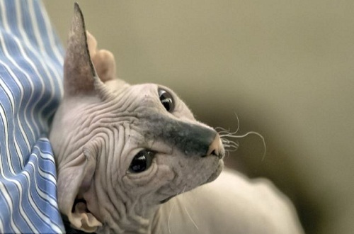 美的是內在：最丑貓現身國際貓咪選美比賽(圖)