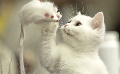 美的是內(nèi)在：最丑貓現(xiàn)身國際貓咪選美比賽(圖)