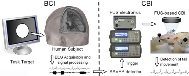 腦控研究再現突破 人類可用意念操控實驗鼠擺尾