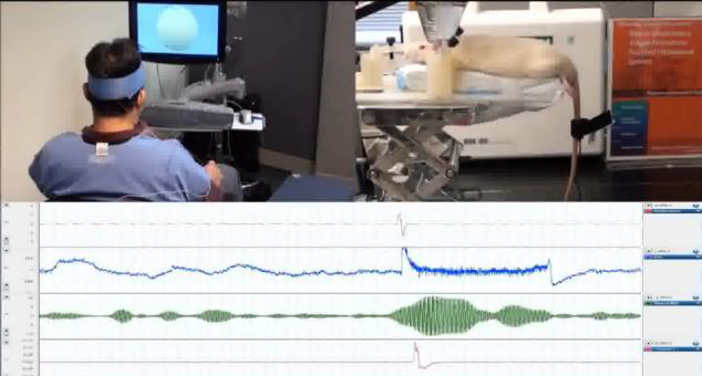 腦控研究再現突破 人類可用意念操控實驗鼠擺尾