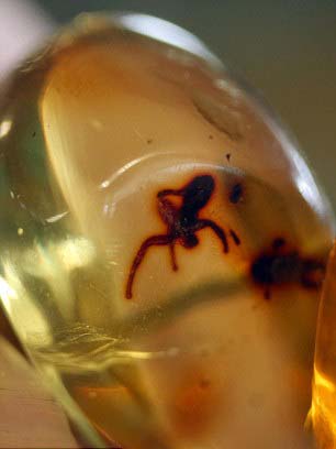 4000萬年前琥珀所串項鏈將拍賣 估價1萬英鎊