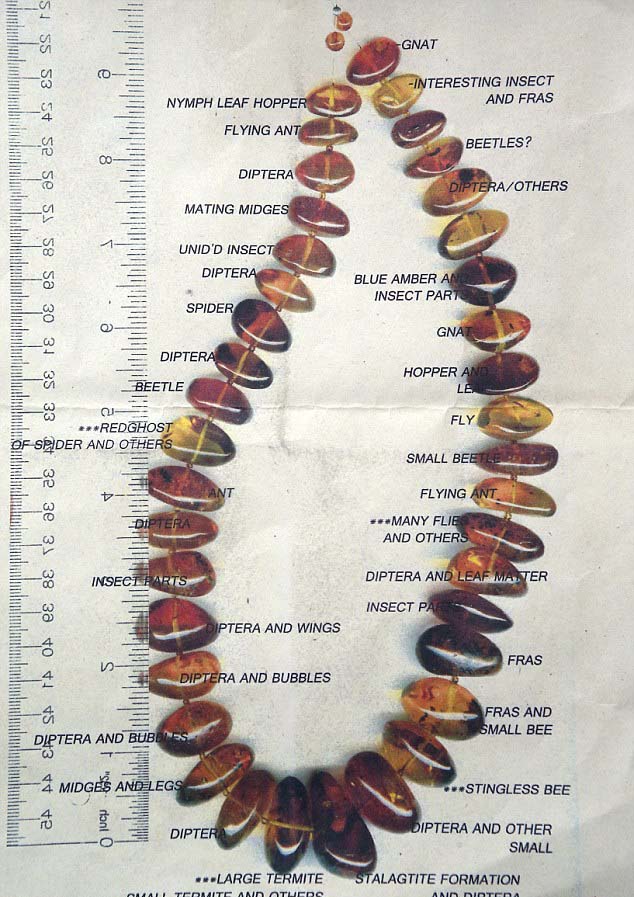 4000萬年前琥珀所串項(xiàng)鏈將拍賣 估價(jià)1萬英鎊