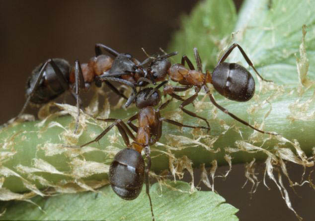 三年苦心研究結(jié)碩果：螞蟻能提前感知地震到來(lái)