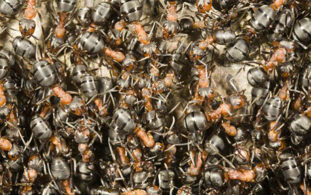 三年苦心研究結碩果:螞蟻能提前感知地震到來