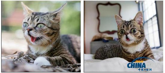 組圖：出傳記拍電影 超萌喵星人瞬間融化你的心