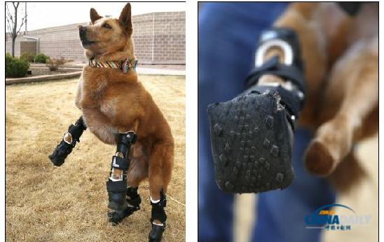 不再靠肚子爬行啦！殘疾小狗借助假肢重獲新生